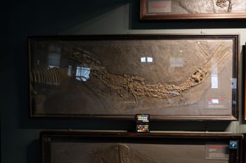 Media type: image;   Vertebrate Paleontology VPRA-1065 Description: Photograph of the skeleton of MCZ VPRA-1065. On exhibit in the HMNH Romer Hall.;